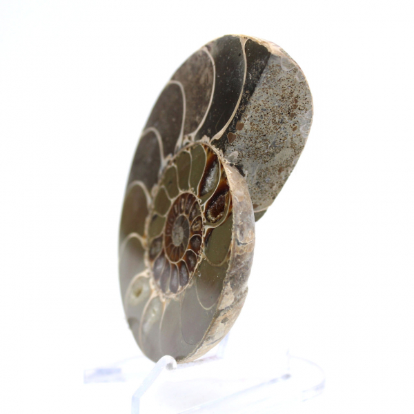 Fossilized cephalopod: Double-sided ammonite