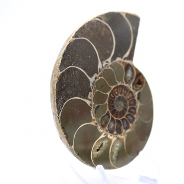 Fossilized cephalopod: Double-sided ammonite