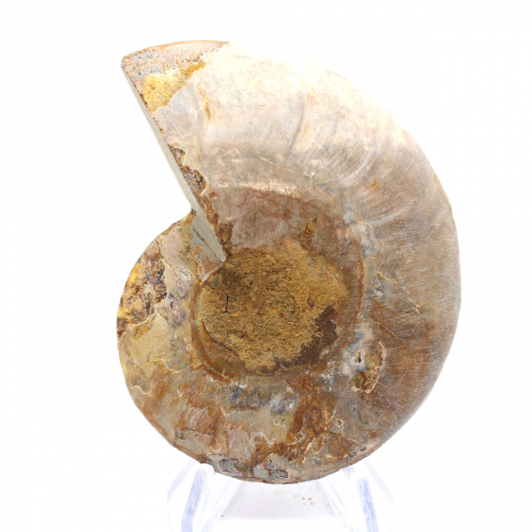 Light ammonite from Madagascar: Finesse and Details