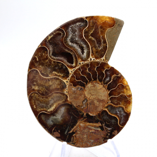 Light ammonite from Madagascar: Finesse and Details