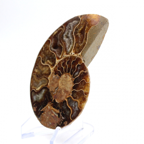 Light ammonite from Madagascar: Finesse and Details