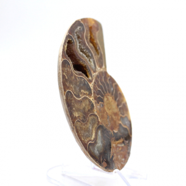 Light ammonite from Madagascar: Finesse and Details