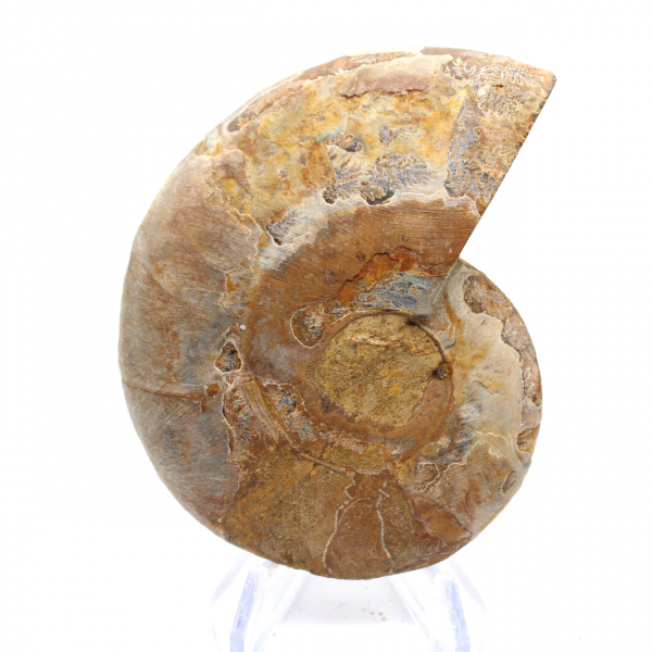 Ammonite from Mahajanga: Mineral Harmony