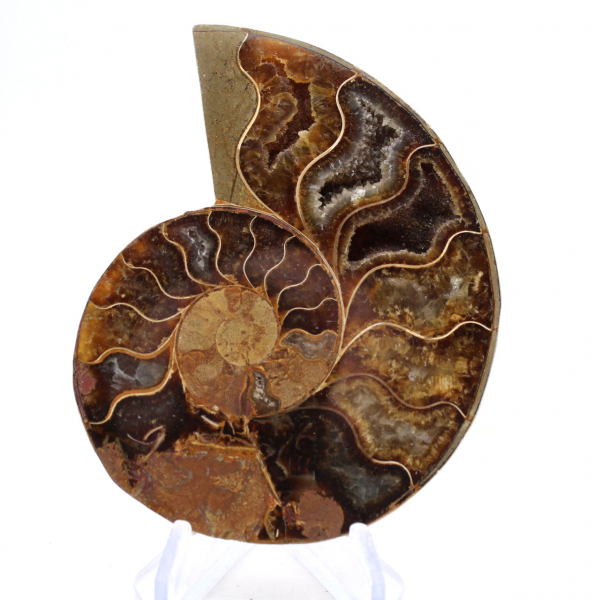 Ammonite from Mahajanga: Mineral Harmony