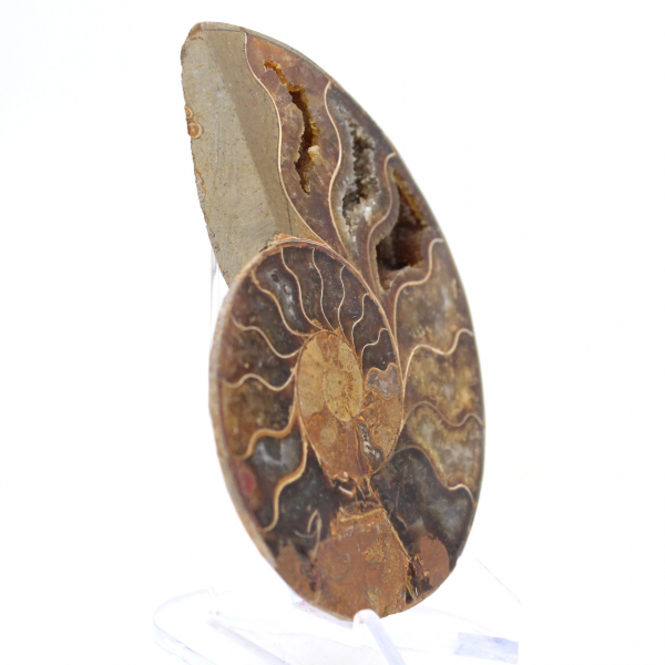 Ammonite from Mahajanga: Mineral Harmony