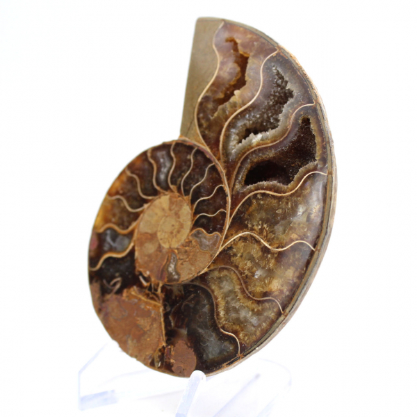 Ammonite from Mahajanga: Mineral Harmony