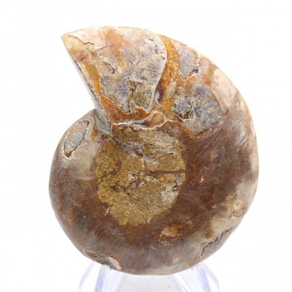 Polished Ammonite Fossil: Elegance and History