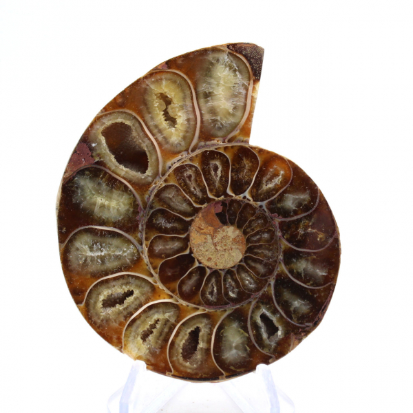 Polished Ammonite Fossil: Elegance and History
