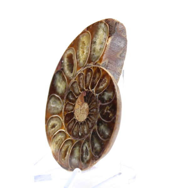 Polished Ammonite Fossil: Elegance and History