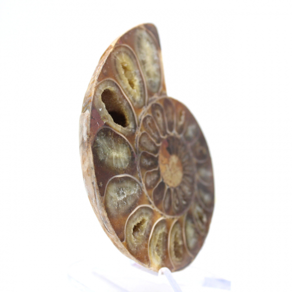 Polished Ammonite Fossil: Elegance and History