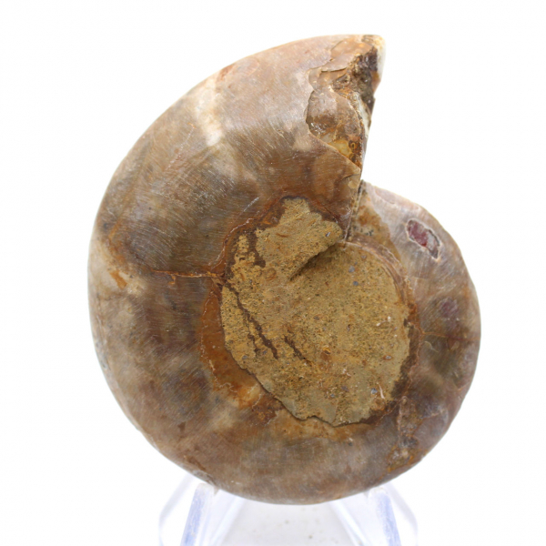 Ammonite specimen: The Madagascar spiral