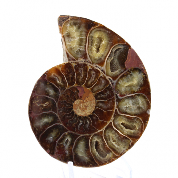Ammonite specimen: The Madagascar spiral