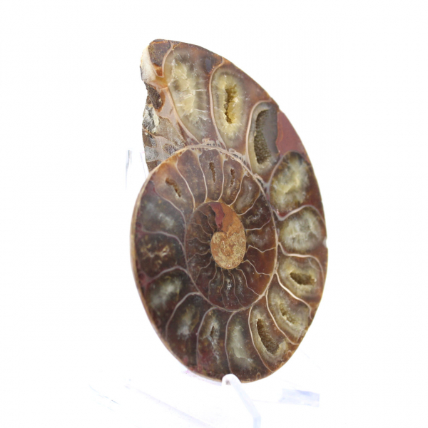 Ammonite specimen: The Madagascar spiral