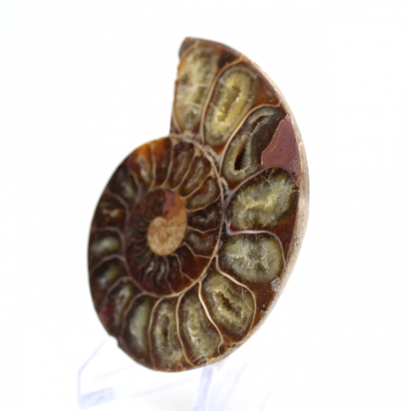 Ammonite specimen: The Madagascar spiral