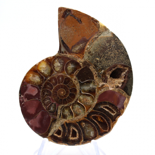 Ammonite of Mahajanga: Duality and Tradition