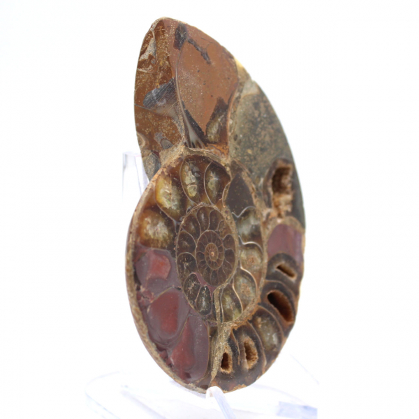 Ammonite of Mahajanga: Duality and Tradition