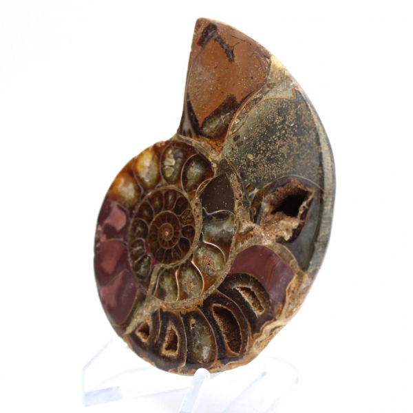 Ammonite of Mahajanga: Duality and Tradition
