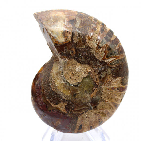 Fossilized ammonite: Mineral specimen from Madagascar