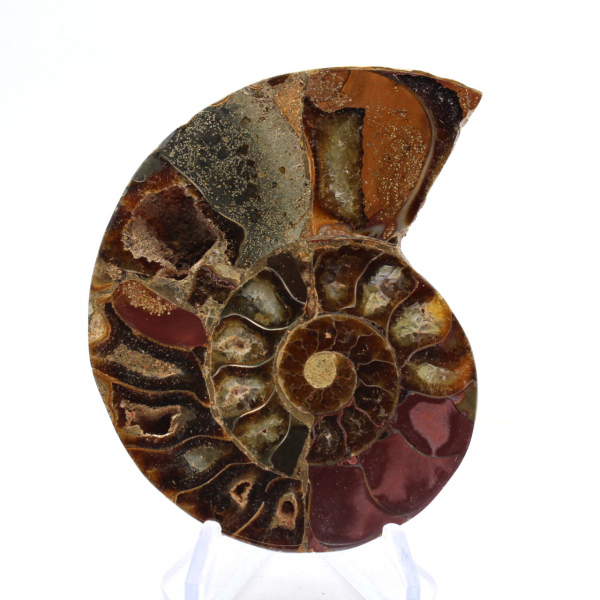 Fossilized ammonite: Mineral specimen from Madagascar