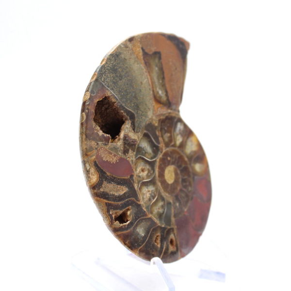 Fossilized ammonite: Mineral specimen from Madagascar