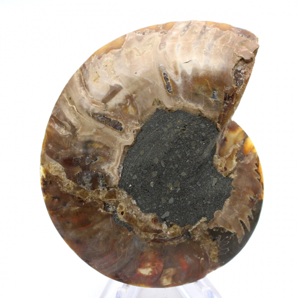 Large Ammonite of Madagascar: Natural Strength