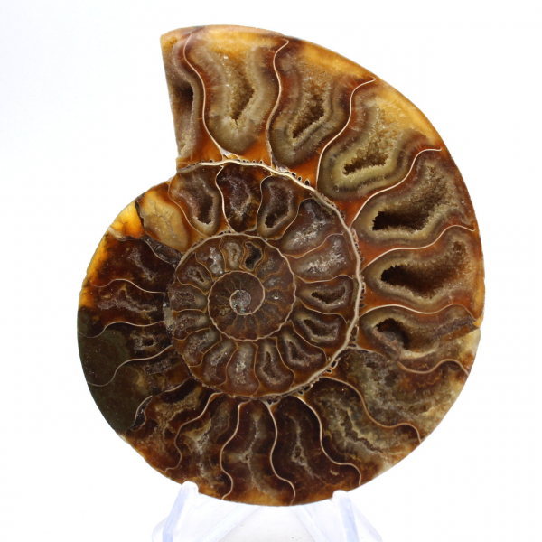Large Ammonite of Madagascar: Natural Strength
