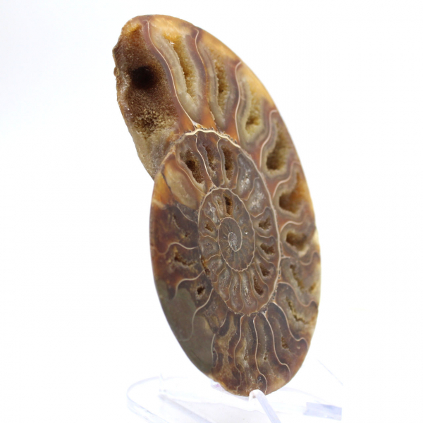Large Ammonite of Madagascar: Natural Strength