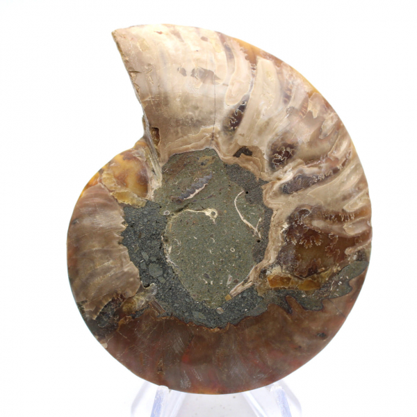 Polished ammonite: Marine geometry of Madagascar