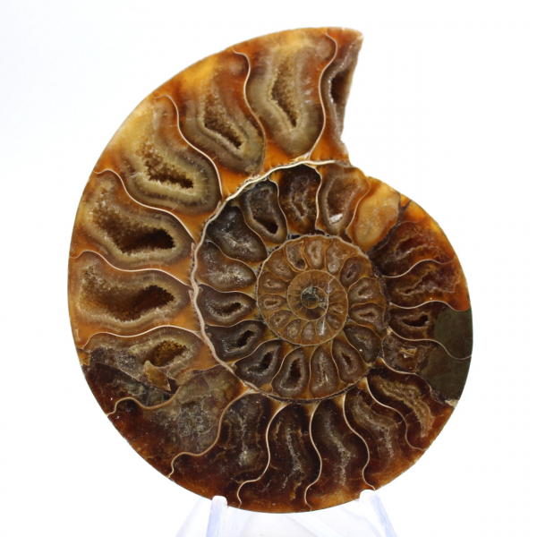 Polished ammonite: Marine geometry of Madagascar