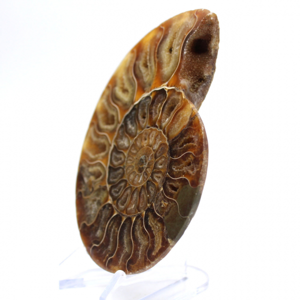 Polished ammonite: Marine geometry of Madagascar