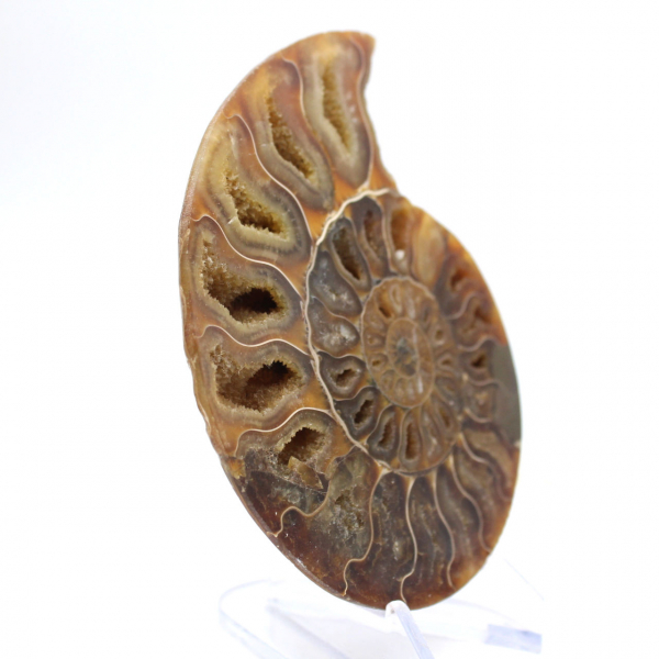 Polished ammonite: Marine geometry of Madagascar