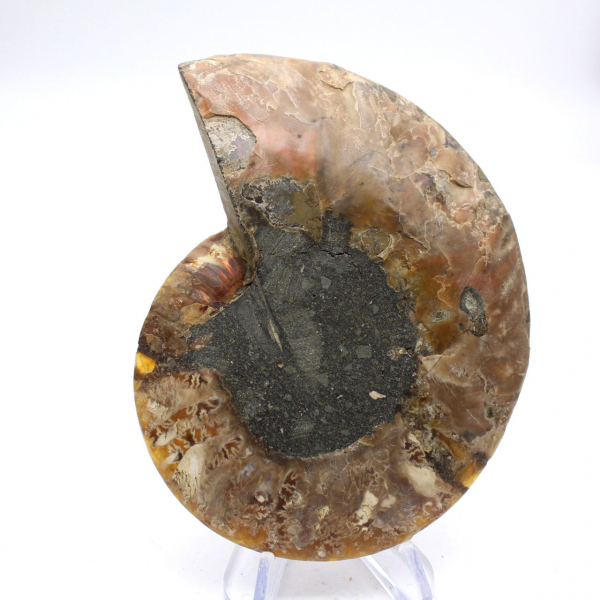 Impressive ammonite from Madagascar: Fossil purity