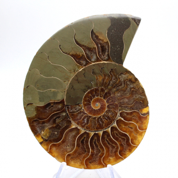 Impressive ammonite from Madagascar: Fossil purity