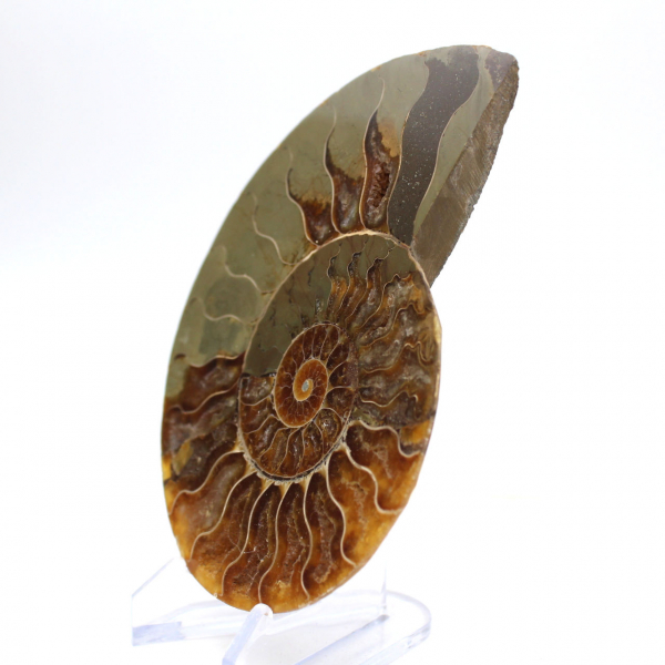 Impressive ammonite from Madagascar: Fossil purity