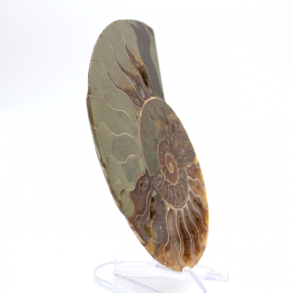 Impressive ammonite from Madagascar: Fossil purity