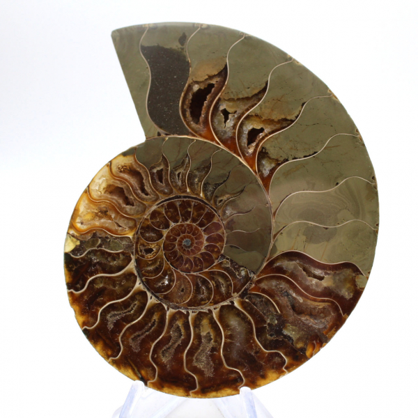 Major Ammonite Specimen: Prestige of Madagascar