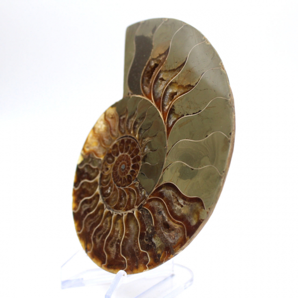 Major Ammonite Specimen: Prestige of Madagascar