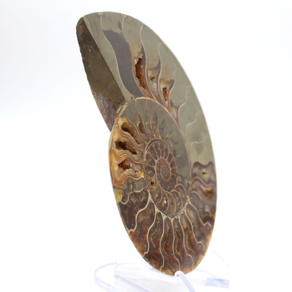 Major Ammonite Specimen: Prestige of Madagascar