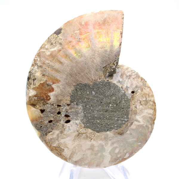 Ammonite from Madagascar: Gentleness and Authenticity