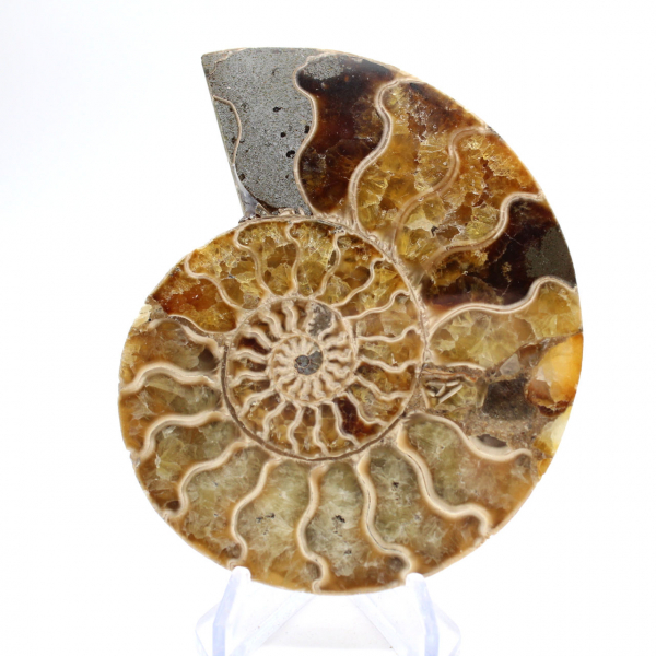 Ammonite from Madagascar: Gentleness and Authenticity