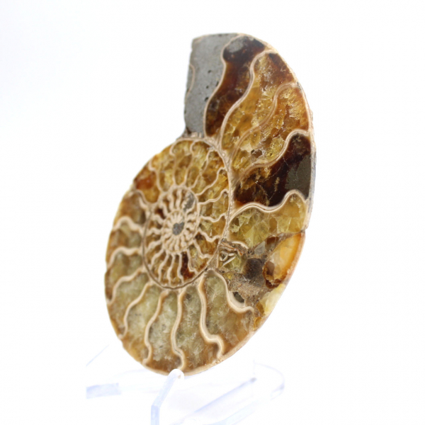 Ammonite from Madagascar: Gentleness and Authenticity