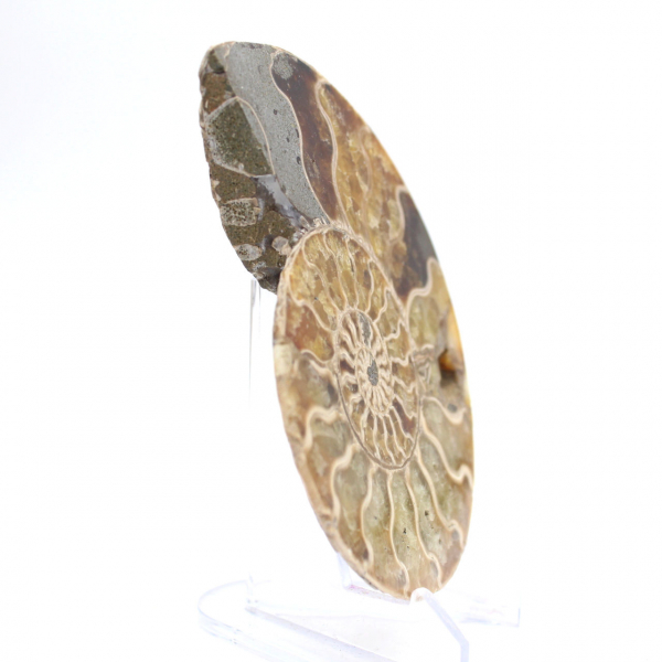Ammonite from Madagascar: Gentleness and Authenticity