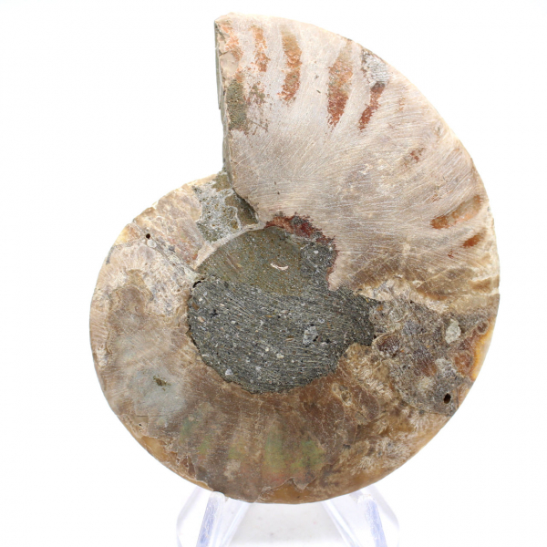 Fossil ammonite from Mahajanga: Mineral Balance