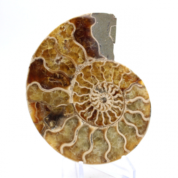 Fossil ammonite from Mahajanga: Mineral Balance