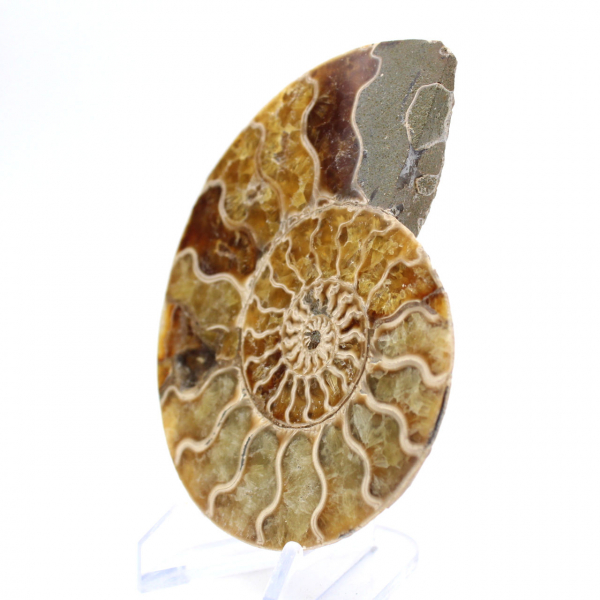 Fossil ammonite from Mahajanga: Mineral Balance
