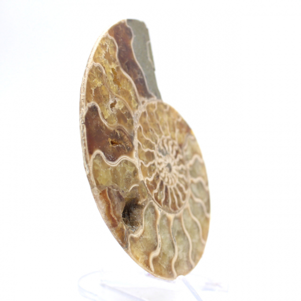 Fossil ammonite from Mahajanga: Mineral Balance