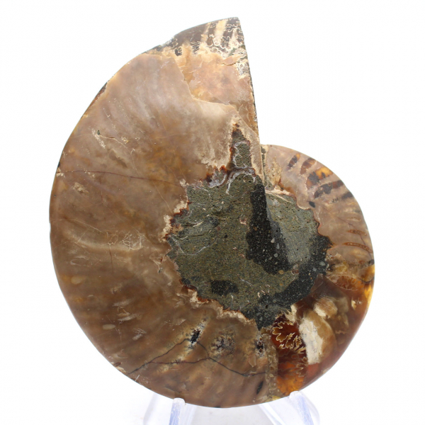Ammonite from Madagascar: Rhythm and Sedimentation
