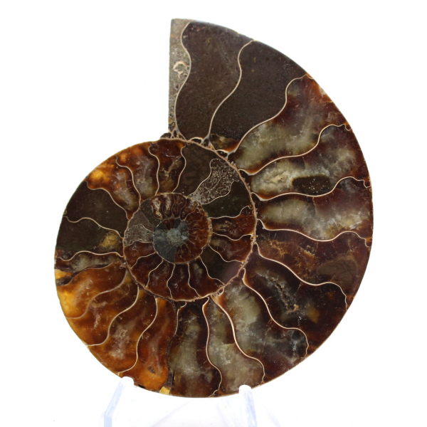 Ammonite from Madagascar: Rhythm and Sedimentation