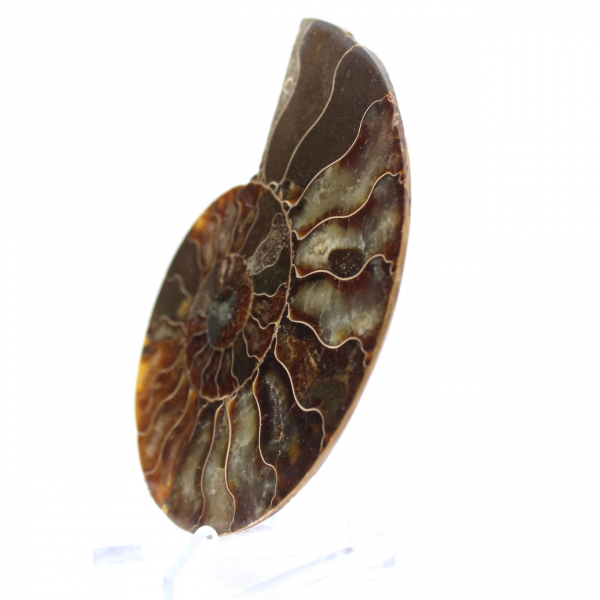 Ammonite from Madagascar: Rhythm and Sedimentation