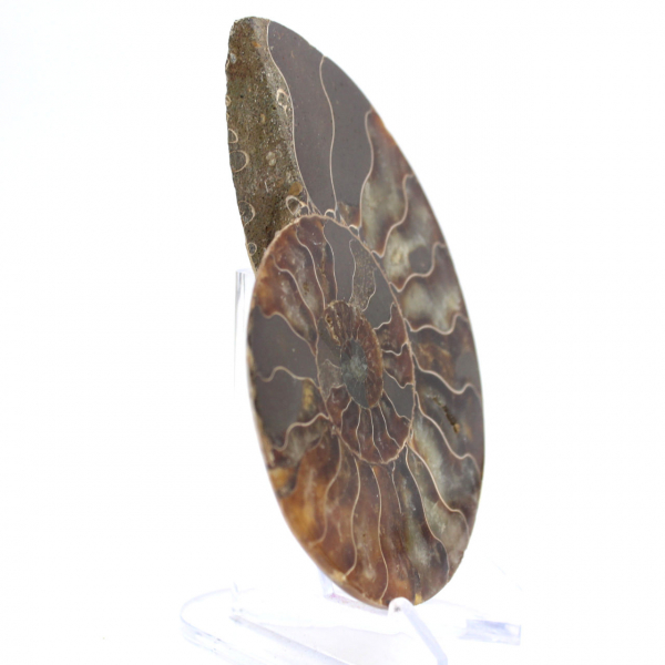 Ammonite from Madagascar: Rhythm and Sedimentation